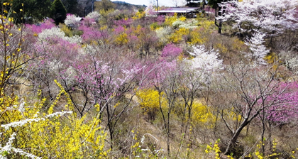 花の山