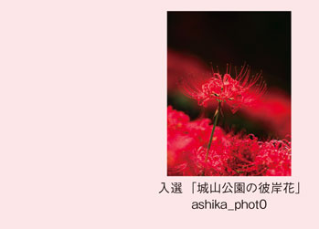 入選「城山公園の彼岸花」ashika_phot0